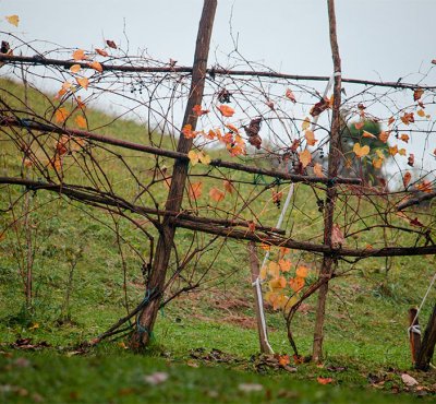 Zagorski vinograd u jesen